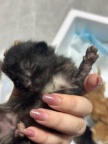 免费领养小三花