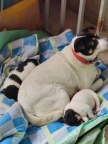 法音寺小狗找领养人