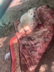 t田院犬一白一黄