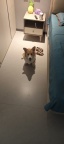 柯基犬在家无精力照看，望爱狗人士热心接手