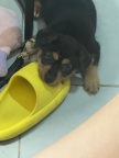 两个月大的中华田犬，四眼犬无偿领养