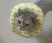 英短母猫无偿领养